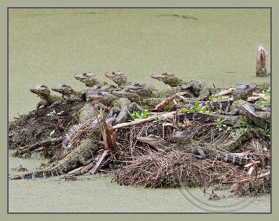 A tangle