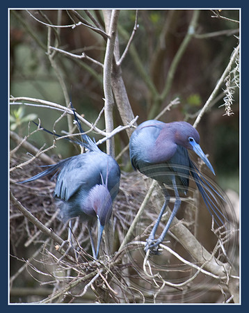 Parents to be