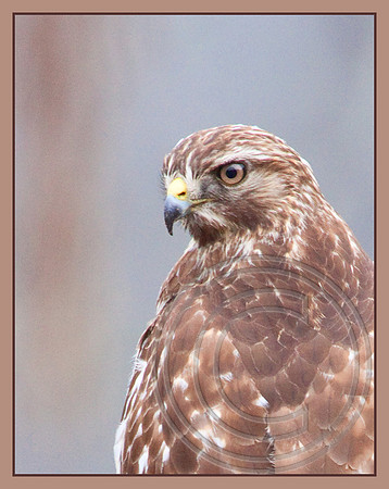 Close-up