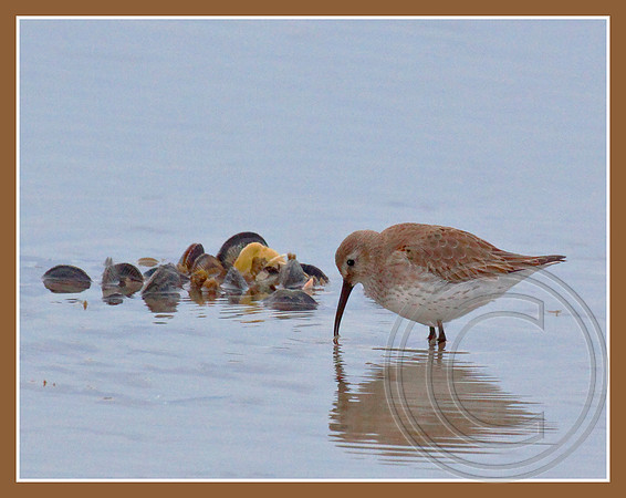 Dunlin