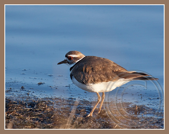 Killdeer