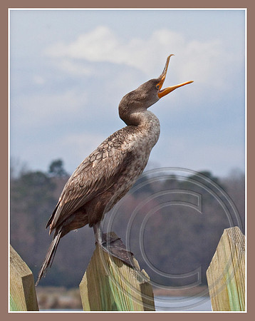 A youngster