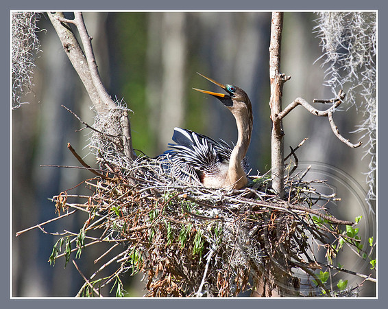 Calling from her nest