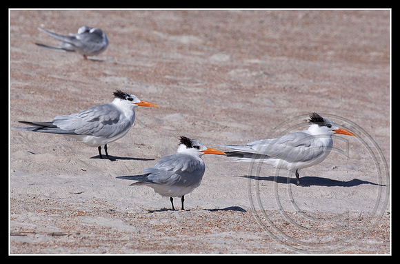 Royal Terns