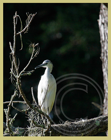 A juvenile Little Blue