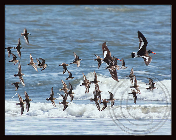 Flying along the shoreline