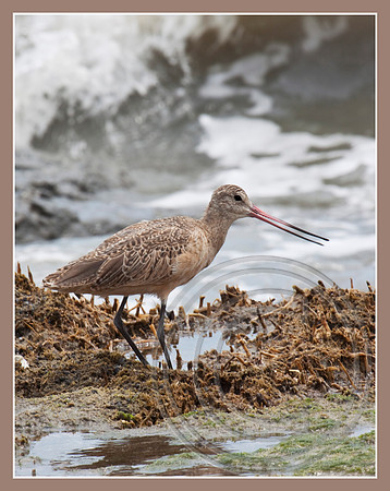 Marbled Godwit
