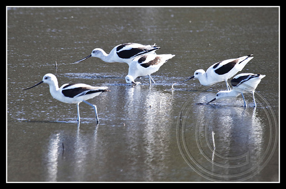 American Avocets
