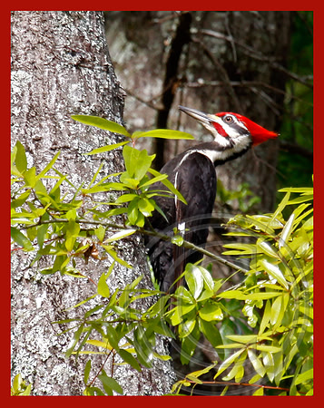 Pileated Woodpecker