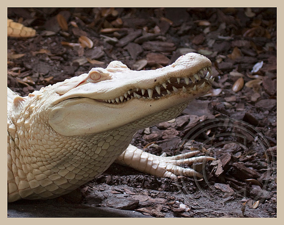 Like my teeth?