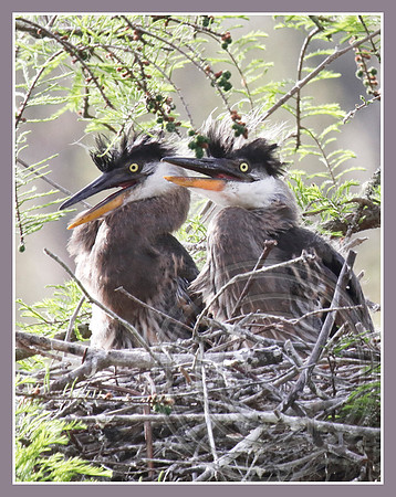 Two chicks