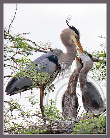 Feeding
