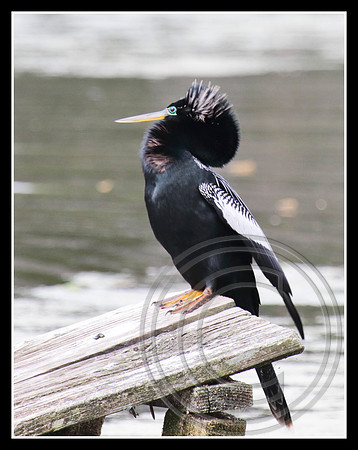 Perched