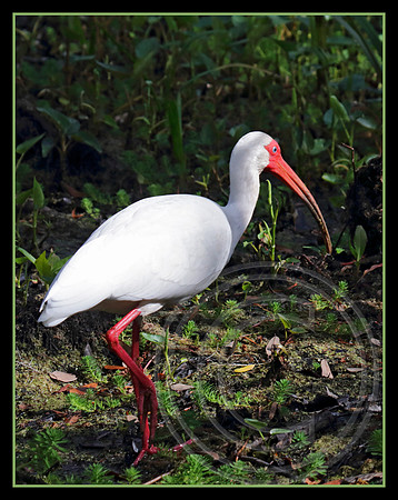 White Ibis