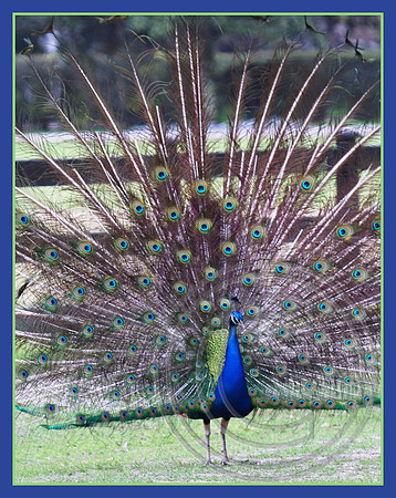 A fan of feathers
