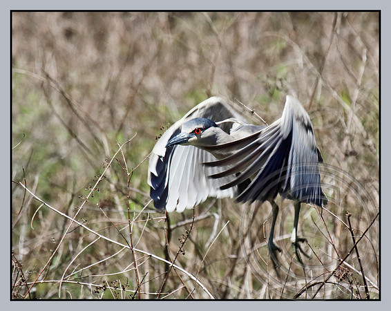 Coming in for a landing