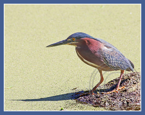 Green Heron