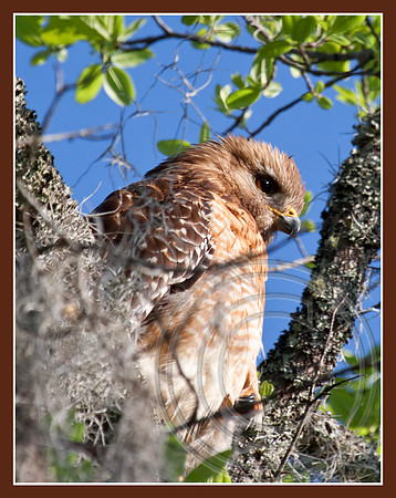 Red-shouldered Hawk
