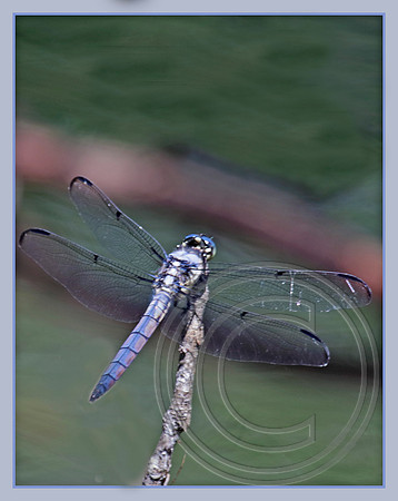 Great Blue Skimmer