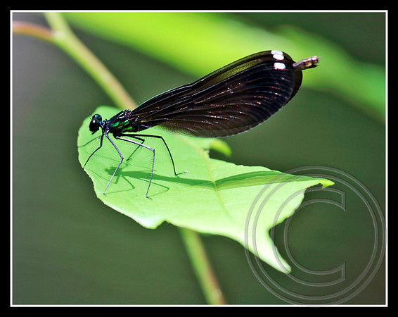 Reflection on a leaf