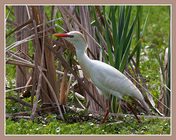 Among grasses