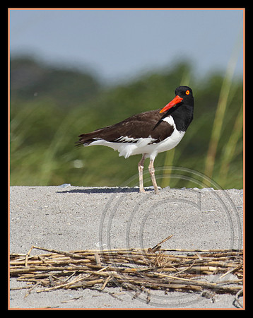 Oyster Catcher