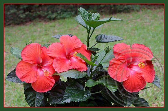 Hibiscus