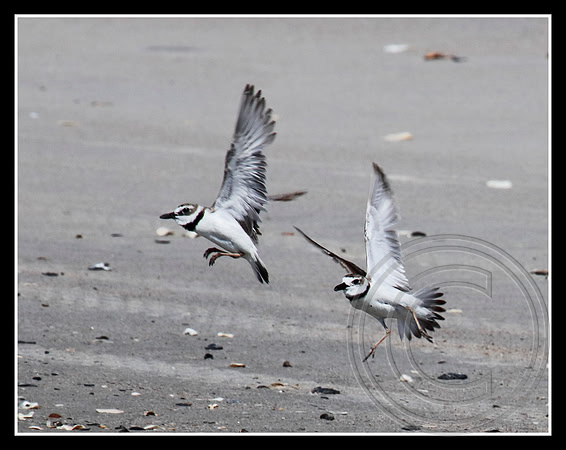 Flying together