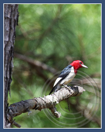 Red-headed Woodpecker