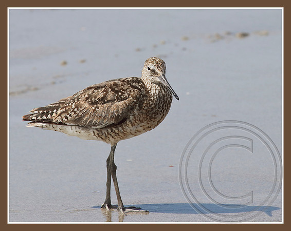 Willet