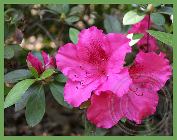 Deep pink