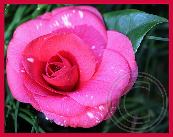 Camillia