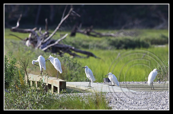 Snowy Egrets