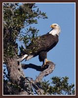 Eagle eye!