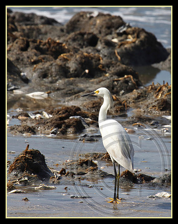 Golden slippers