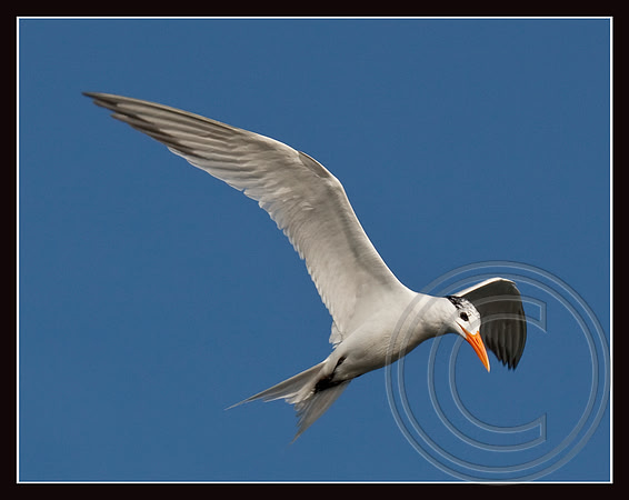 Royal Tern