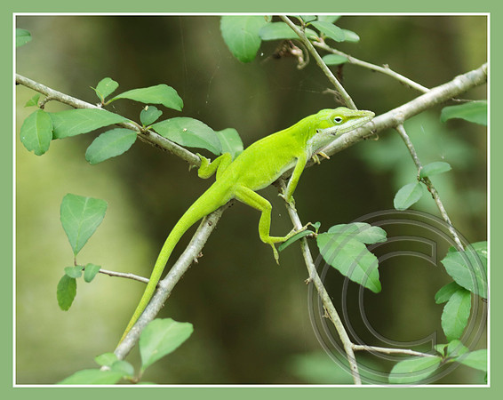In camouflage