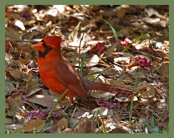 Red bird