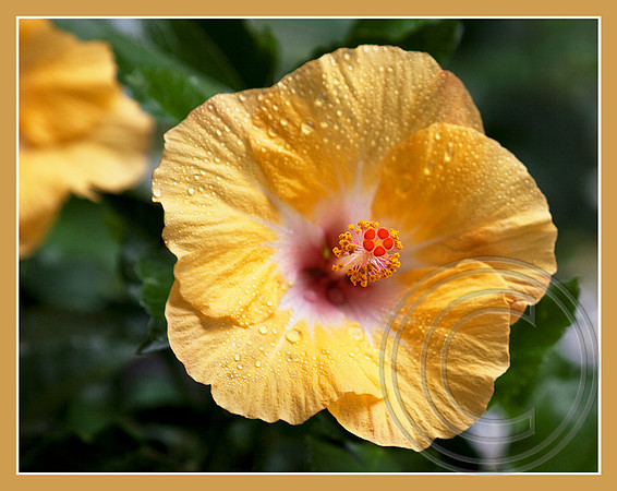 A yellow variety