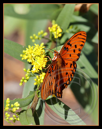 Golden Rod attracts