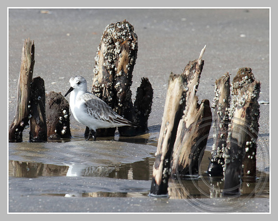 On Botany Bay beach