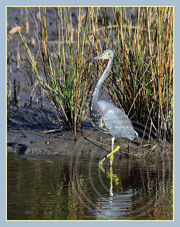 A Tricolored Heron