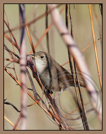 Sedge or House Wren?