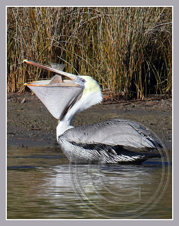 A mouthfull!