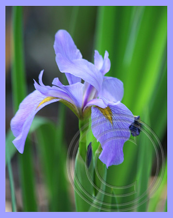 Nature's violet