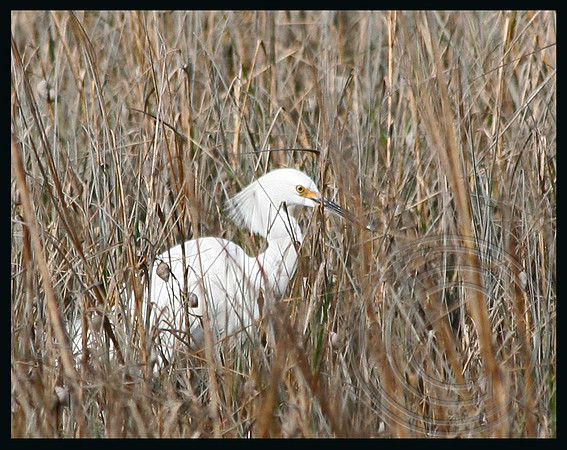 A Snowy Egret
