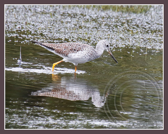 Greater Yellowlegs