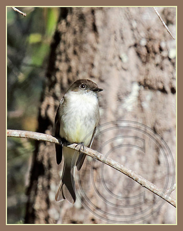 Eastern Phoebe