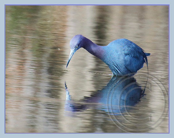 Little Blue Heron