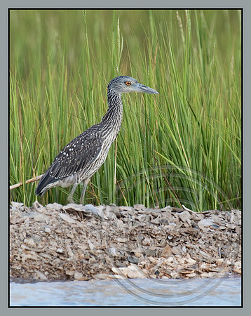 A youngster